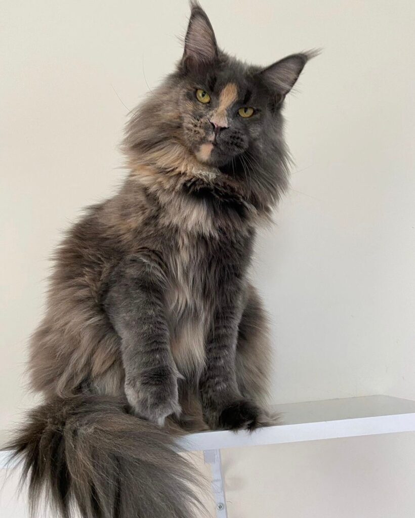 maine coons for sale